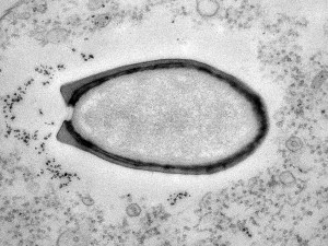Pandoravirus